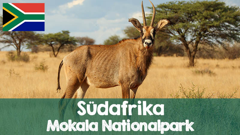 suedafrika mokala nationalpark highlights